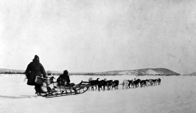 Dog sled in the Arctic