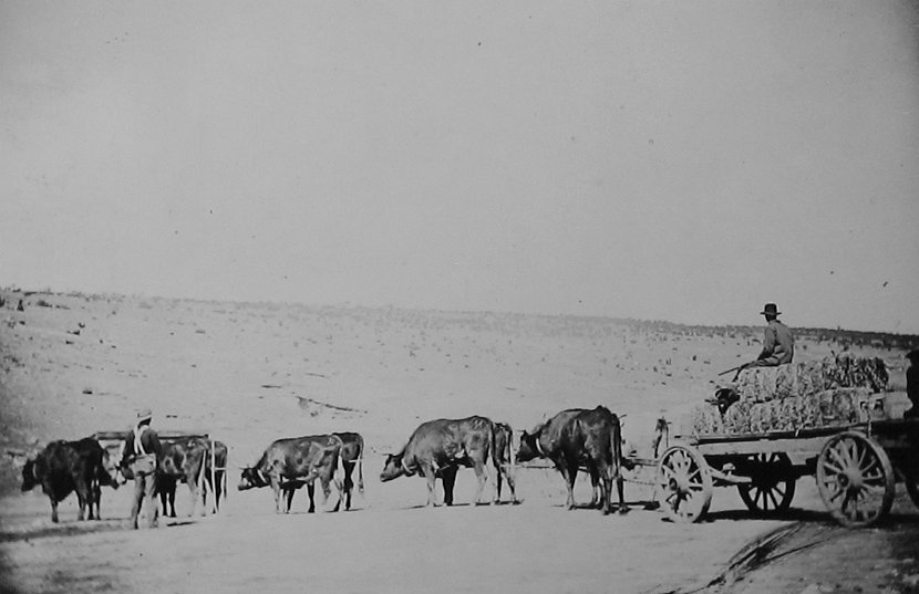 Ox team at Fort Defiance