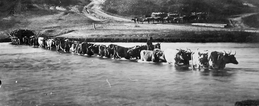 Ox train crossing river
