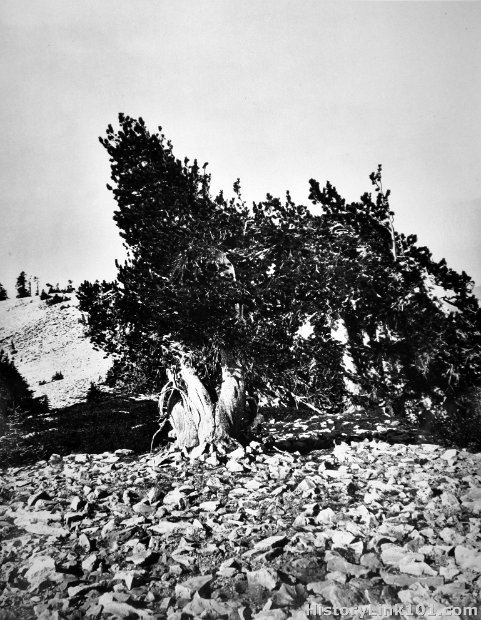 California about 1870