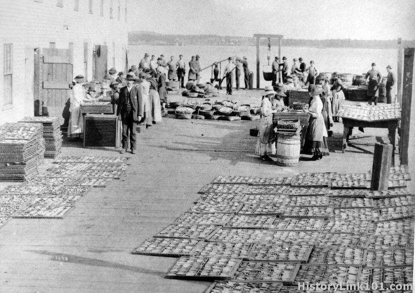 Drying Sardines at Eastport