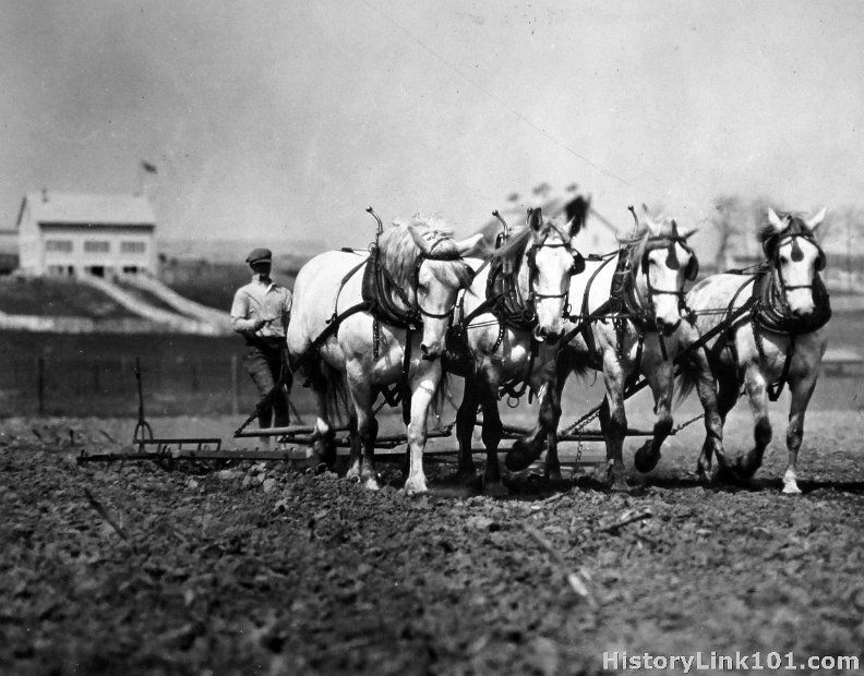 Percheron, mares.