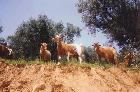 greek island sheep