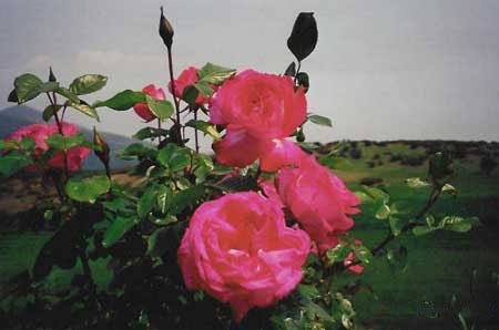 flowers