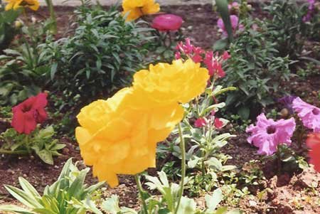 flowers
