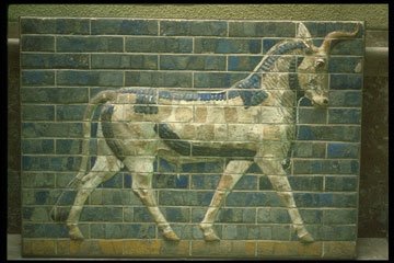 persian bull