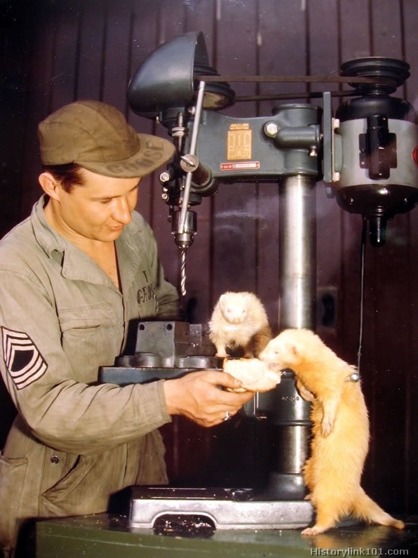 Royalty Free Pictures of World War II 