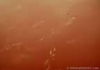 3654.jpg (19kb)