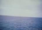 16451.jpg (32kb)