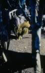 4022.jpg (78kb)