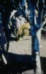 4023.jpg (74kb)