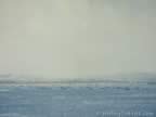 4703.jpg (24kb)