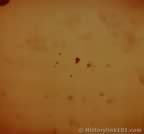 5108.jpg (13kb)
