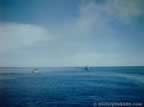 6307.jpg (32kb)