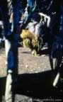 4022.jpg (89kb)