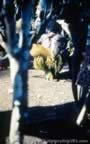 4023.jpg (85kb)