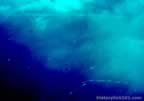 3644.jpg (33kb)