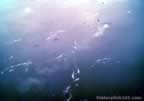 3654.jpg (51kb)