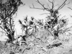 PICT4465.jpg (130kb)